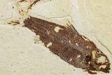 Two Detailed Fossil Fish (Knightia) - Wyoming #234215-1